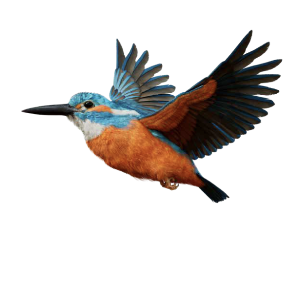 kingfisher_2.png