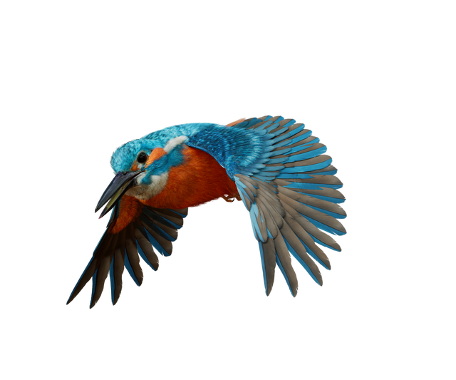 KingFisher_2310_5 gespiegeld.png